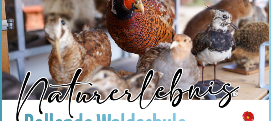Naturerlebnis Rollende Waldschule